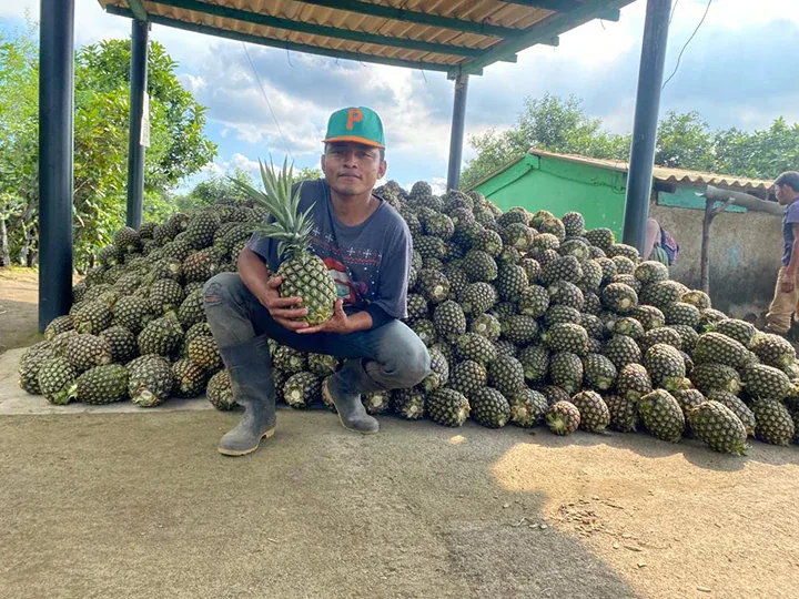 Organic dried pineapple