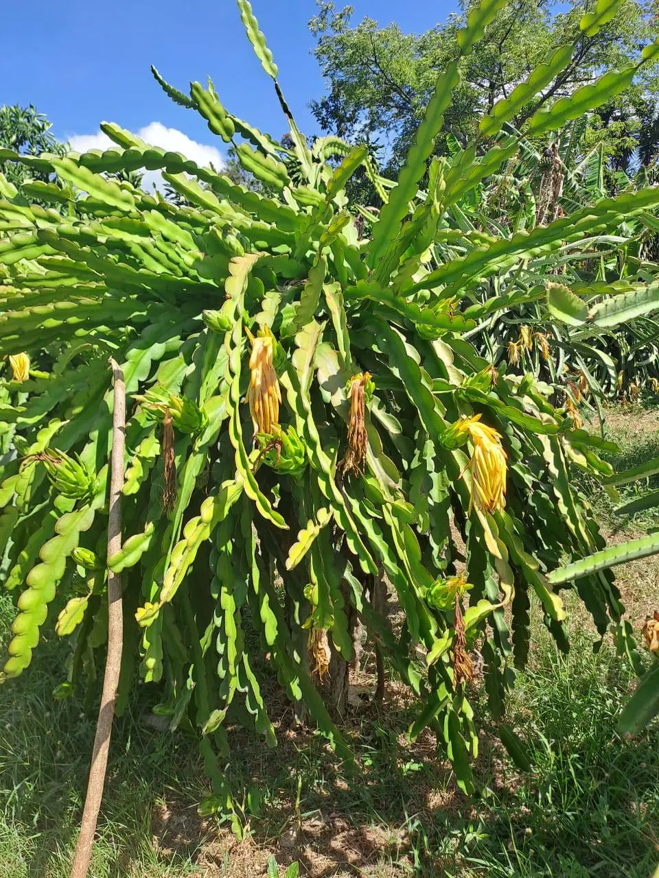 Pitahaya plants growing among diverse vegetation in Nicaragua