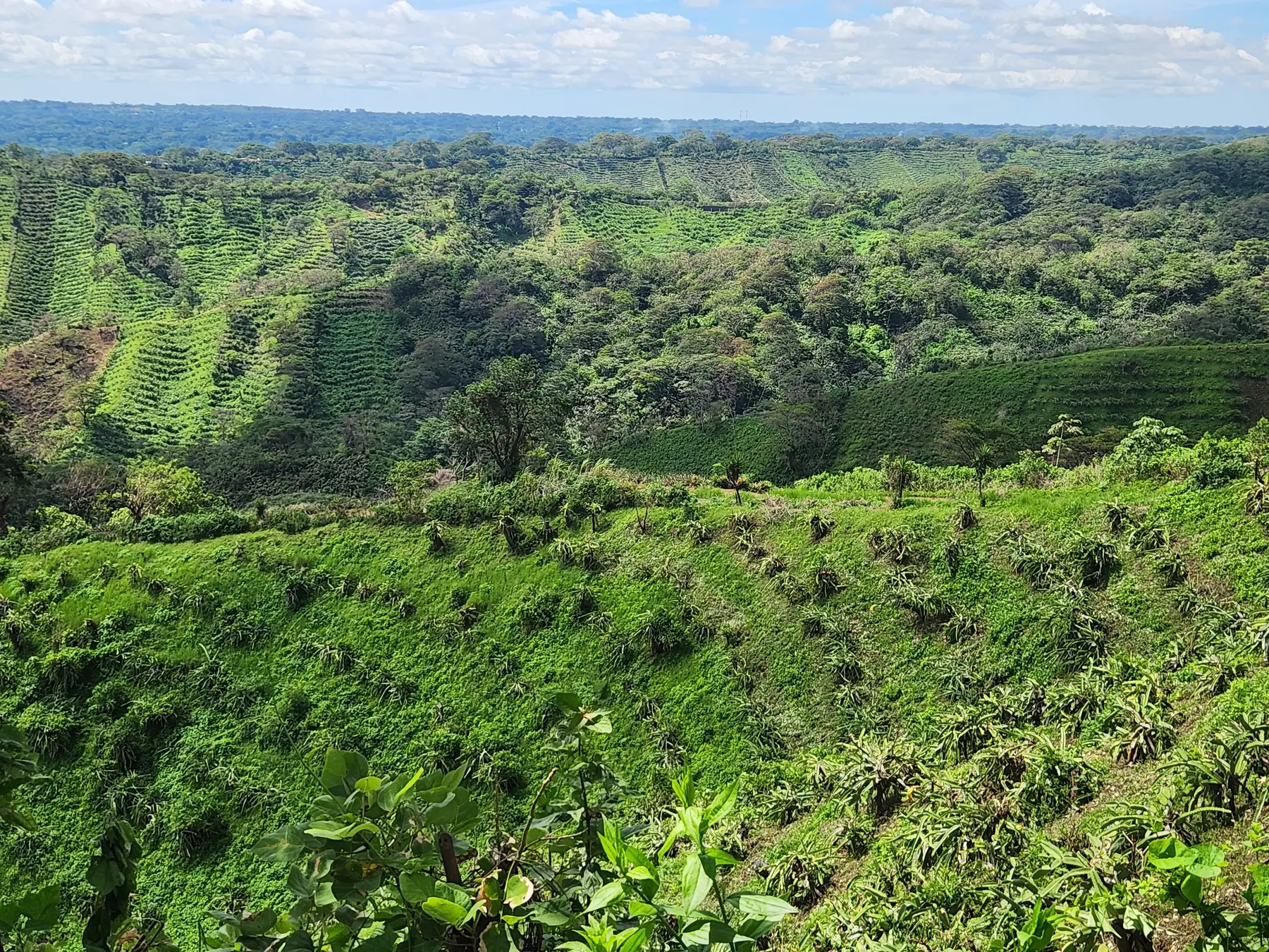 A diverse working farm landscape in Nicaragua with several crops and layers of vegetation