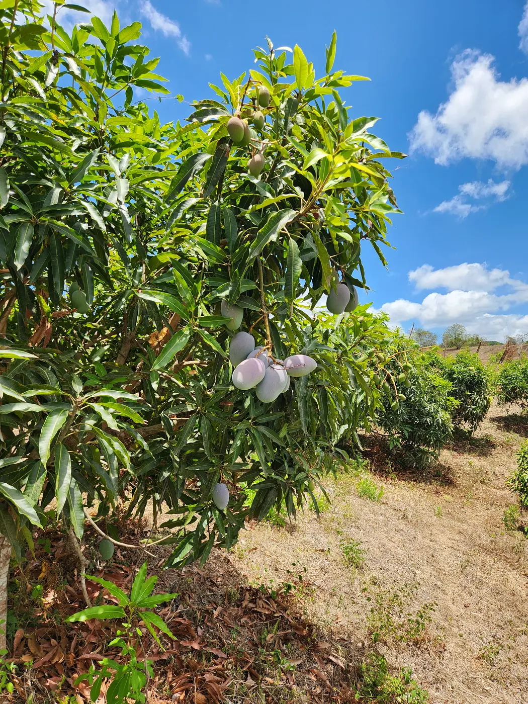 Mango trees on a partner farm in Nicaragua